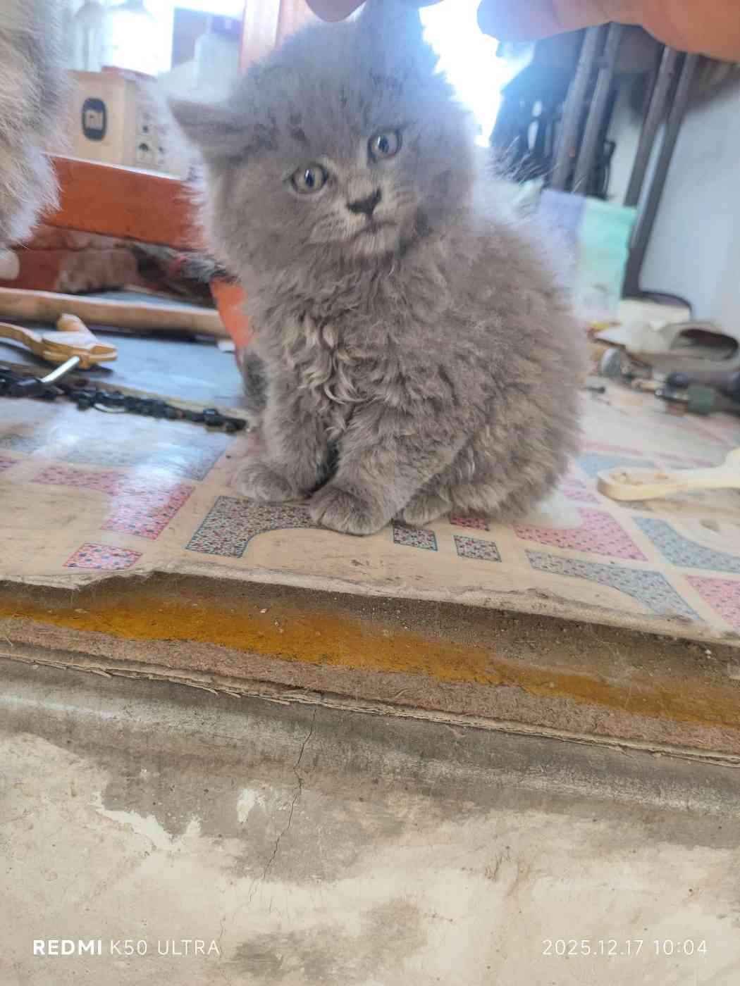 出售小猫 猫仔 长毛猫 狸花猫 长毛蓝猫 - 信息猫®梅河口生活网（梅河口信息网）