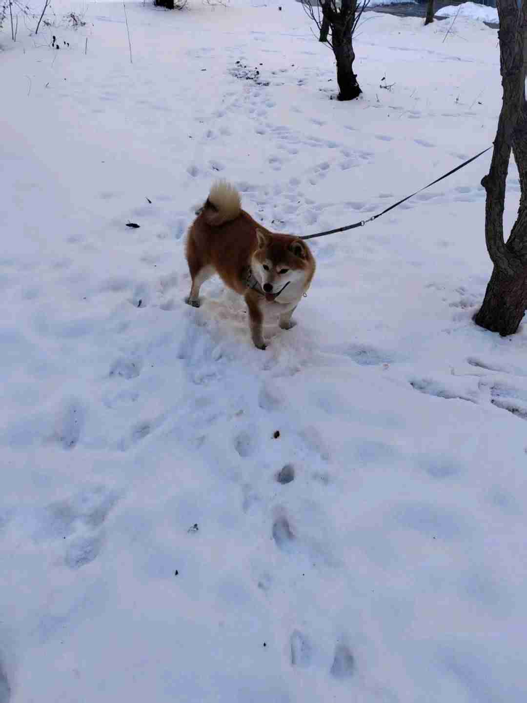 卖柴犬狗价格300元，二十多斤- 信息猫®梅河口生活网（梅河口信息网）