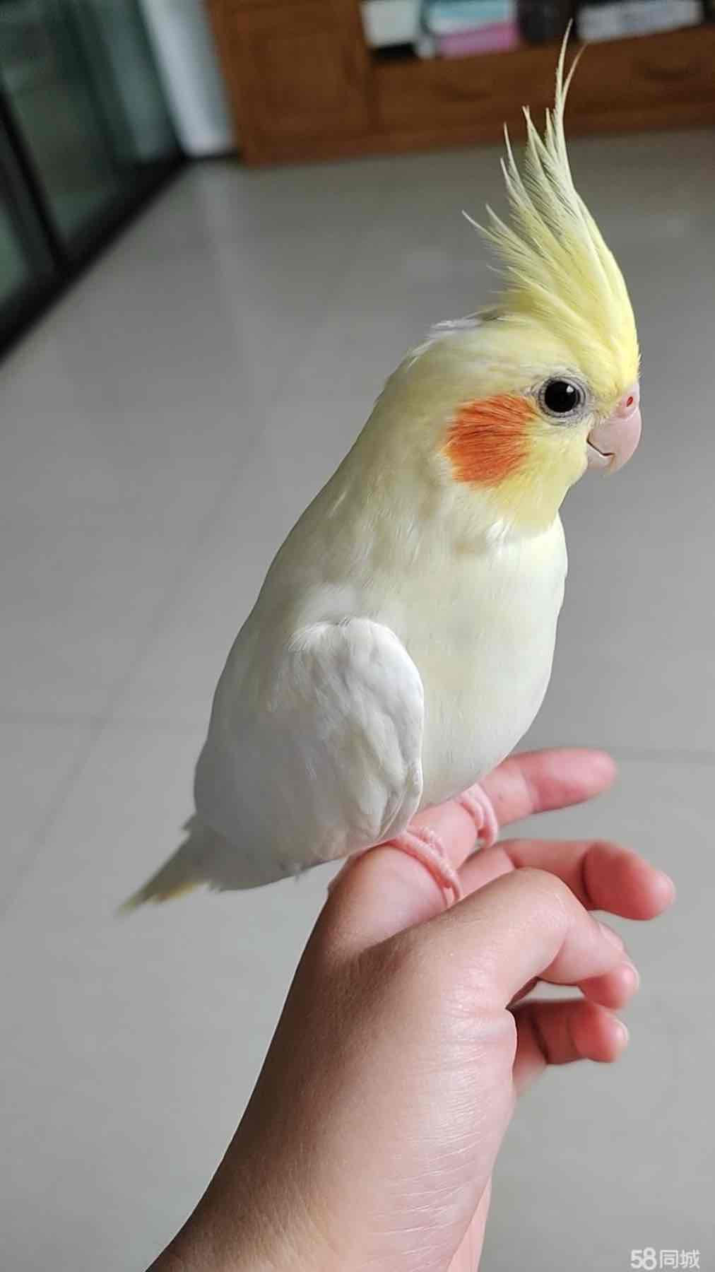 出售玄风鹦鹉一对，不到一岁，可可爱爱的- 信息猫®梅河口生活网（梅河口信息网）