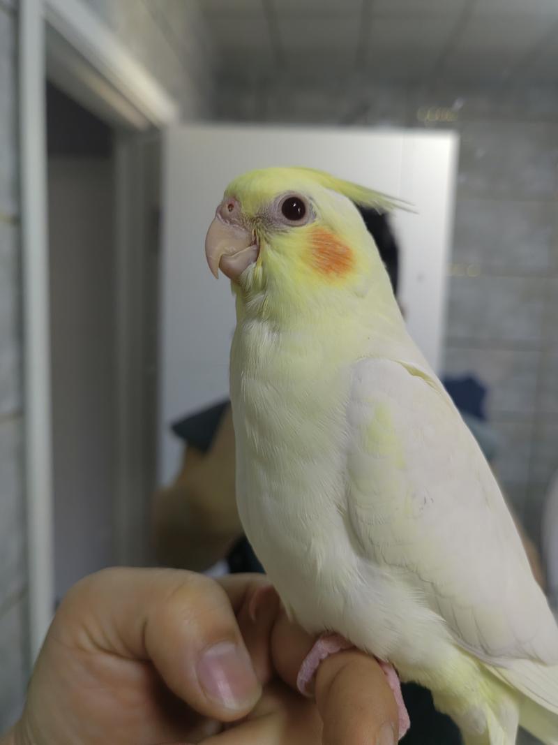 出售玄凤鹦鹉，自家手养亲人- 信息猫®梅河口生活网（梅河口信息网）