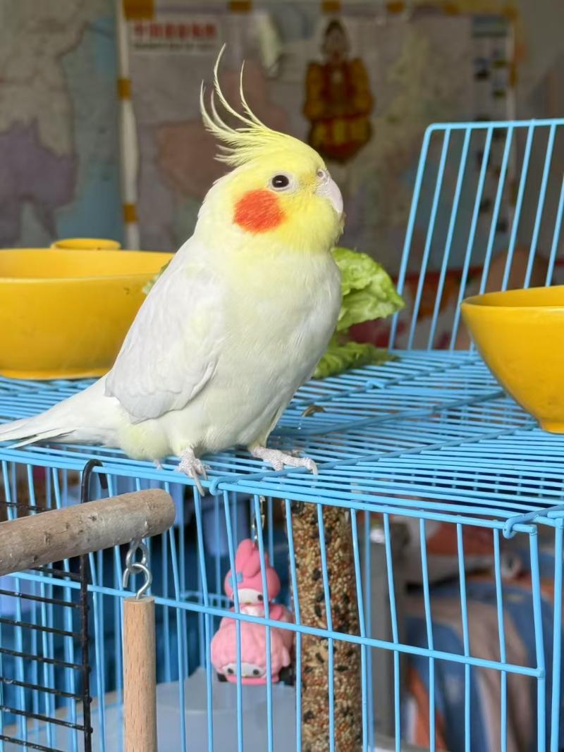 会唱歌的玄凤，给钱就卖，连笼子带食儿- 信息猫®梅河口生活网（梅河口信息网）